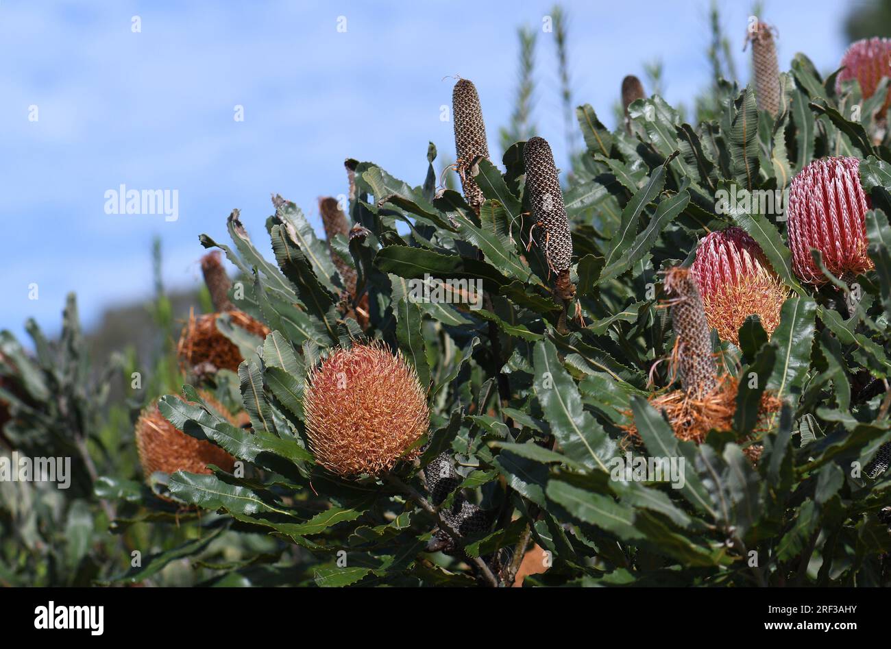 Hardy, drought tolerant Western Australian native garden with flowers and cones of the native Firewood Banksia, Banksia menziesii, family Proteaceae, Stock Photo