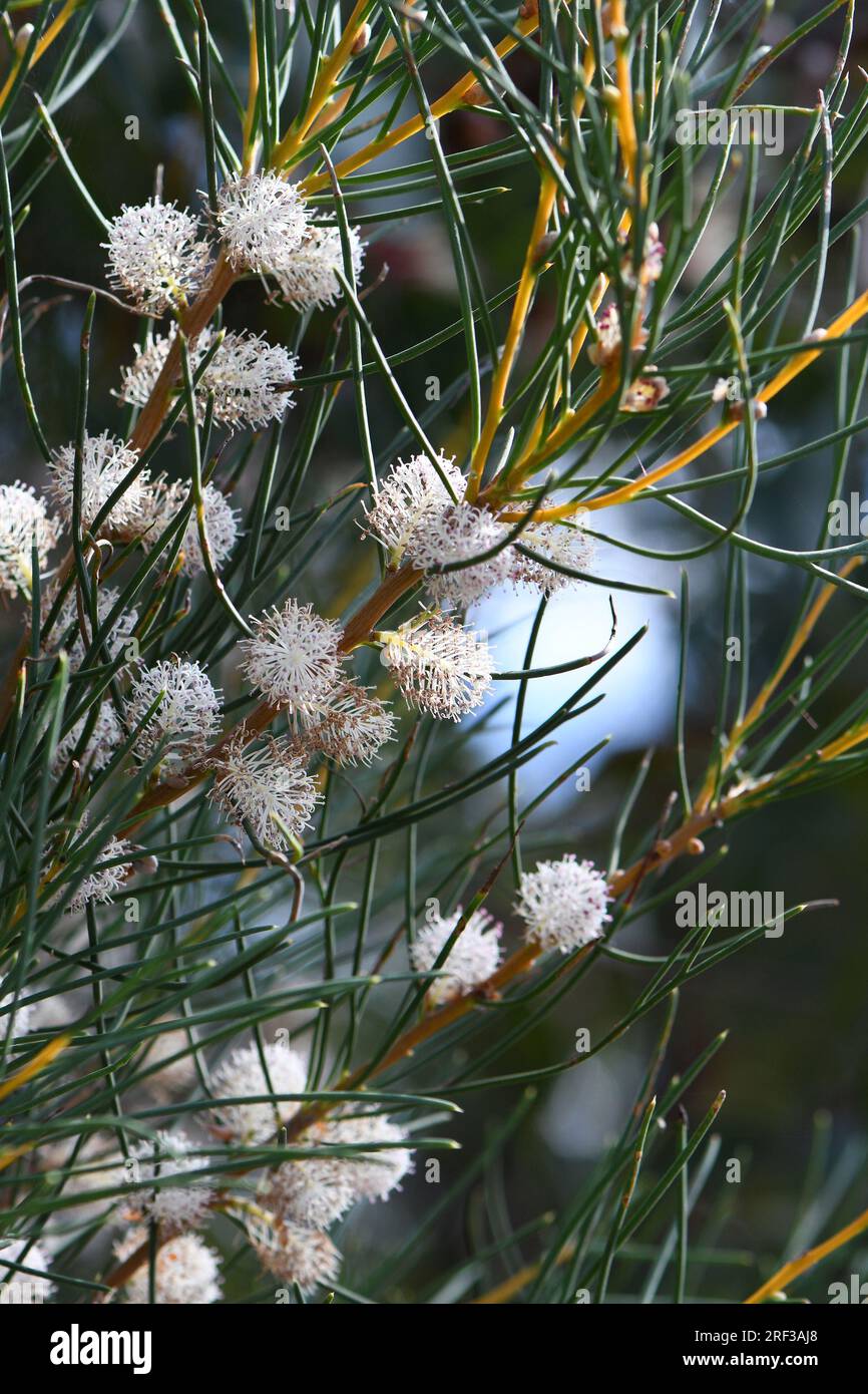 White scented flowers and needle like leaves of the Western Australian native Sweet scented Hakea, Hakea drupacea, family Proteaceae. Autumn to winter Stock Photo
