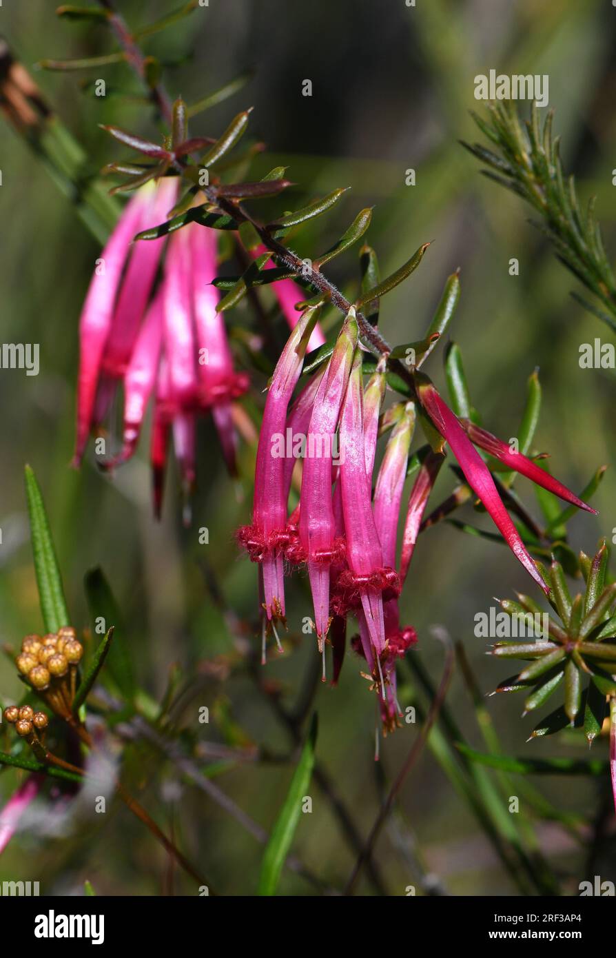 Beautiful tubular flowers of the Australian native Red Five Corners, Styphelia tubiflora, family Ericaceae, subfamily Epacridoideae. Stock Photo