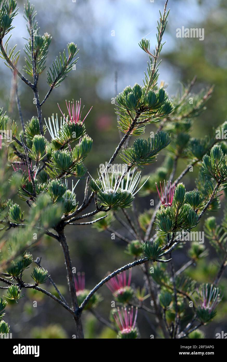 Back lit white, pink and red flowers with prominent stamens of the Australian native Clustered Scent Myrtle, Darwinia fascicularis, family Myrtaceae, Stock Photo
