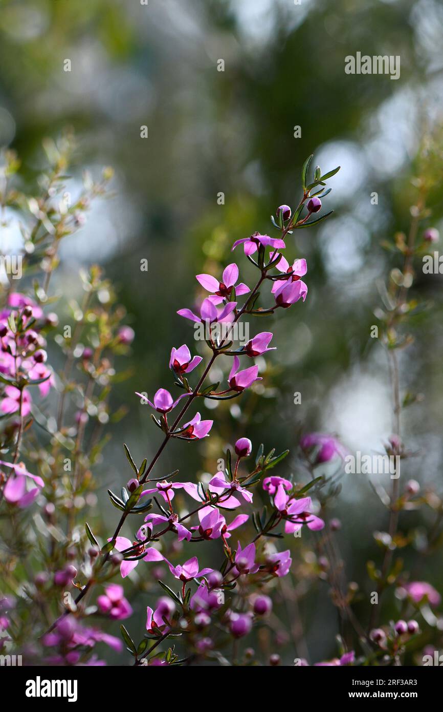 Backlit pink flowers of the Australian native shrub Boronia ledifolia, family Rutaceae, growing in Sydney sclerophyll forest understory. Winter spring Stock Photo