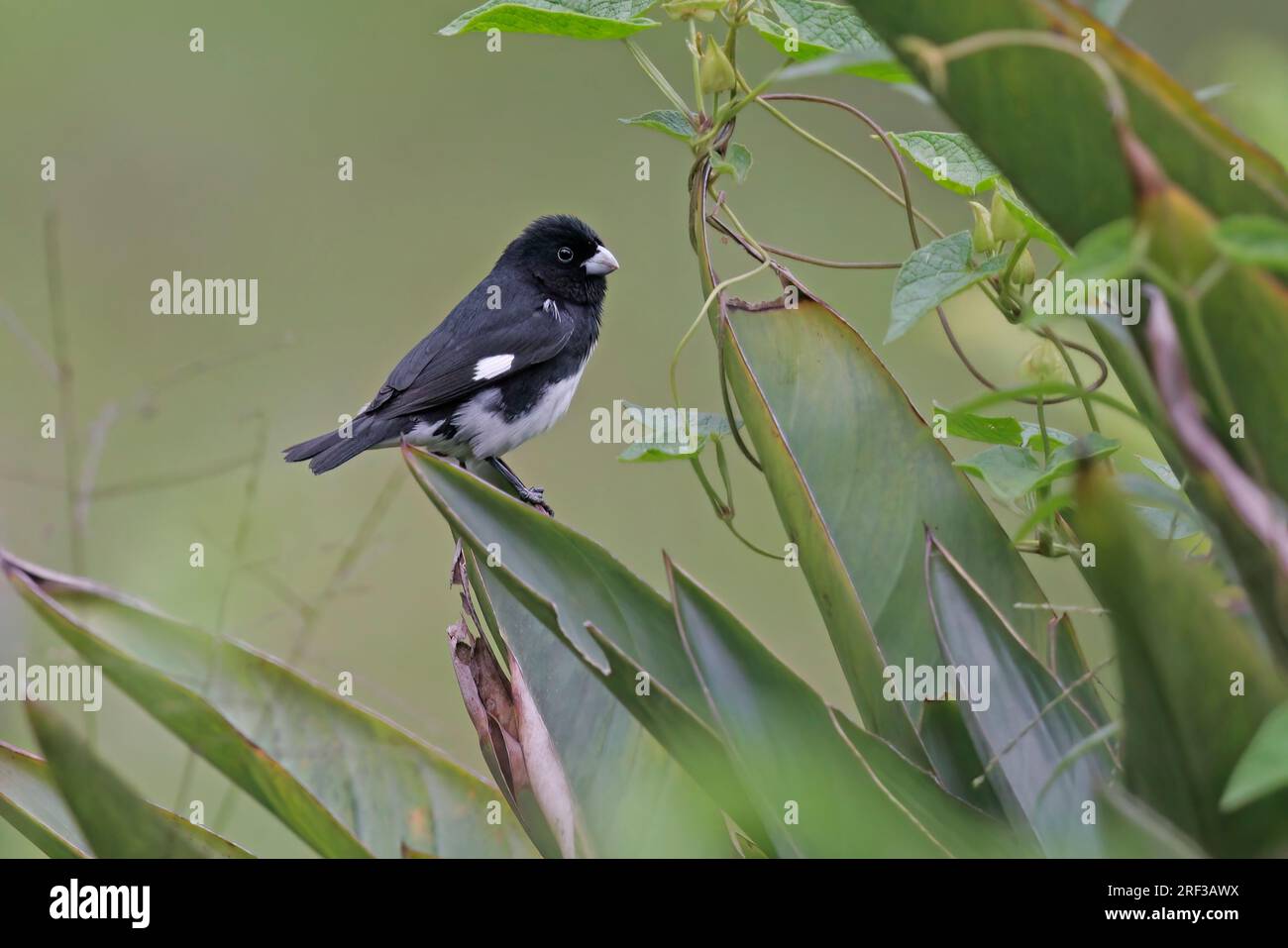 Papa capim hi-res stock photography and images - Alamy