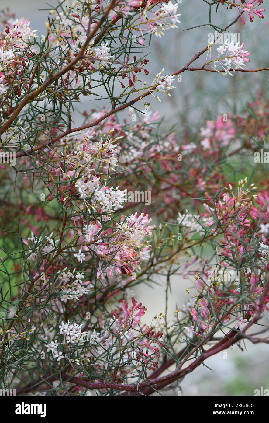 Pink white flowers of the Western Australian native spider flower Grevillea levis, family Proteaceae. Endemic to heath and shrubland of Avon wheatbelt Stock Photo