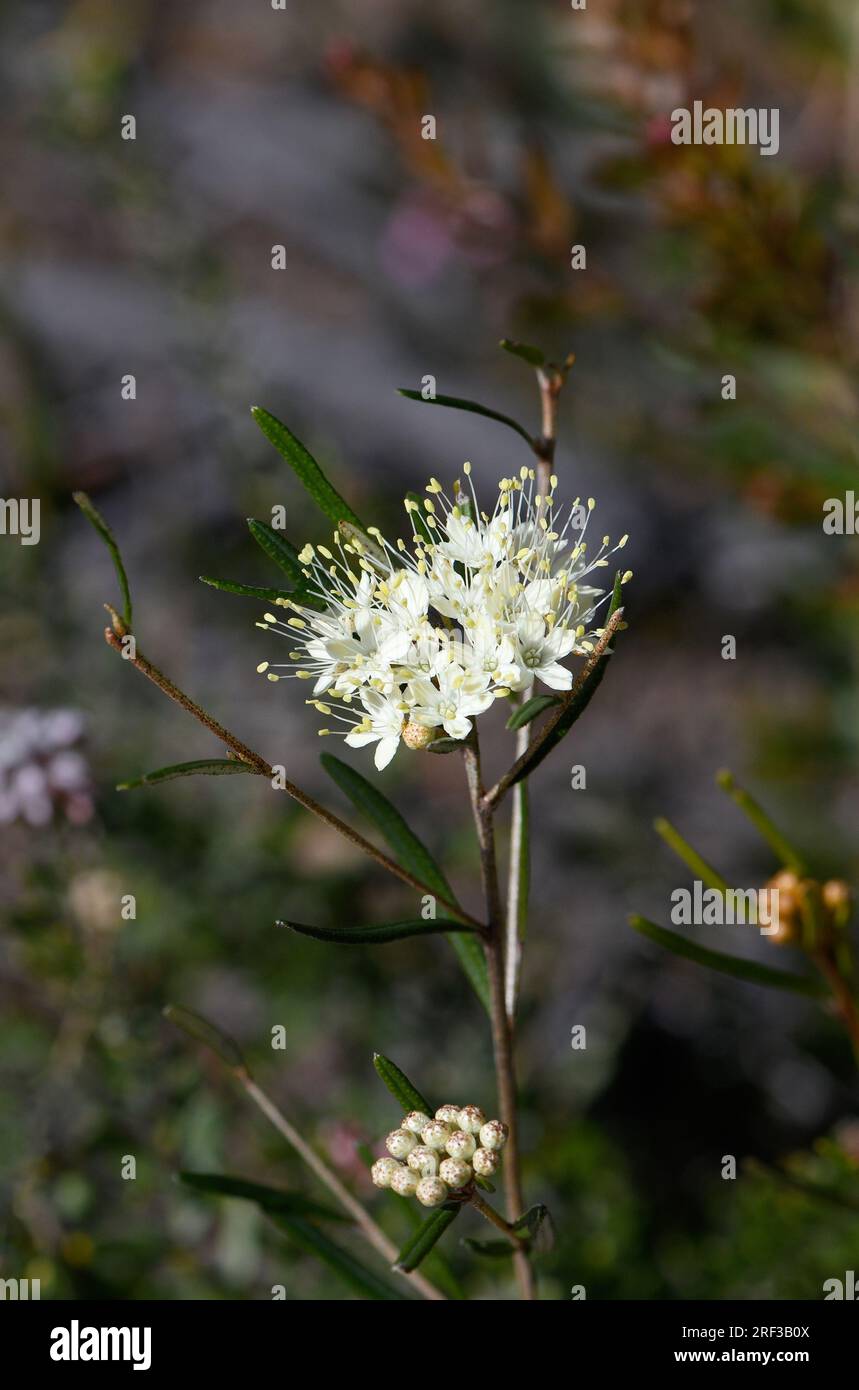 Close up of the cream colored flowers of the Australian native Scaly Phebalium squamulosum, family Rutaceae, growing in Sydney heath, NSW Stock Photo
