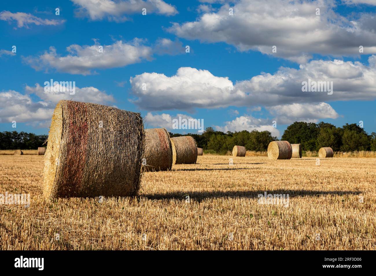 Agriculture, wheat field with straw bales Stock Photo - Alamy