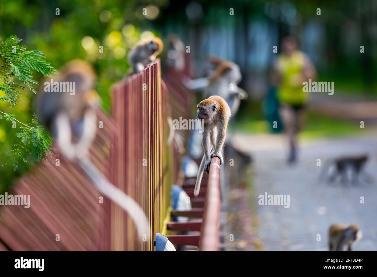 A long-tailed macaque walks on a bridge along Punggol Promenade Nature Walk while the rest of the troop eat and a jogger approaches, Singapore Stock Photo