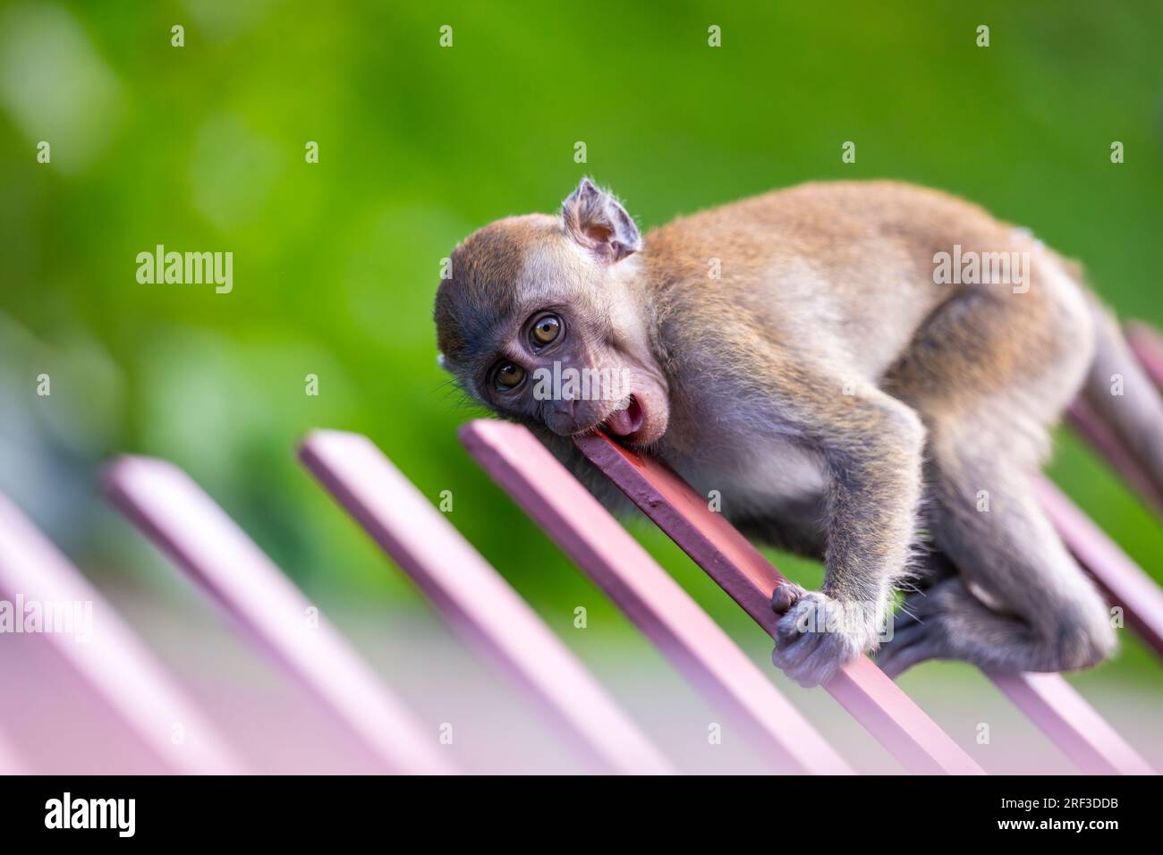 A young long-tailed macaque gnaws on a metal rail on a bridge along Punggol Promenade Nature Walk, Singapore Stock Photo