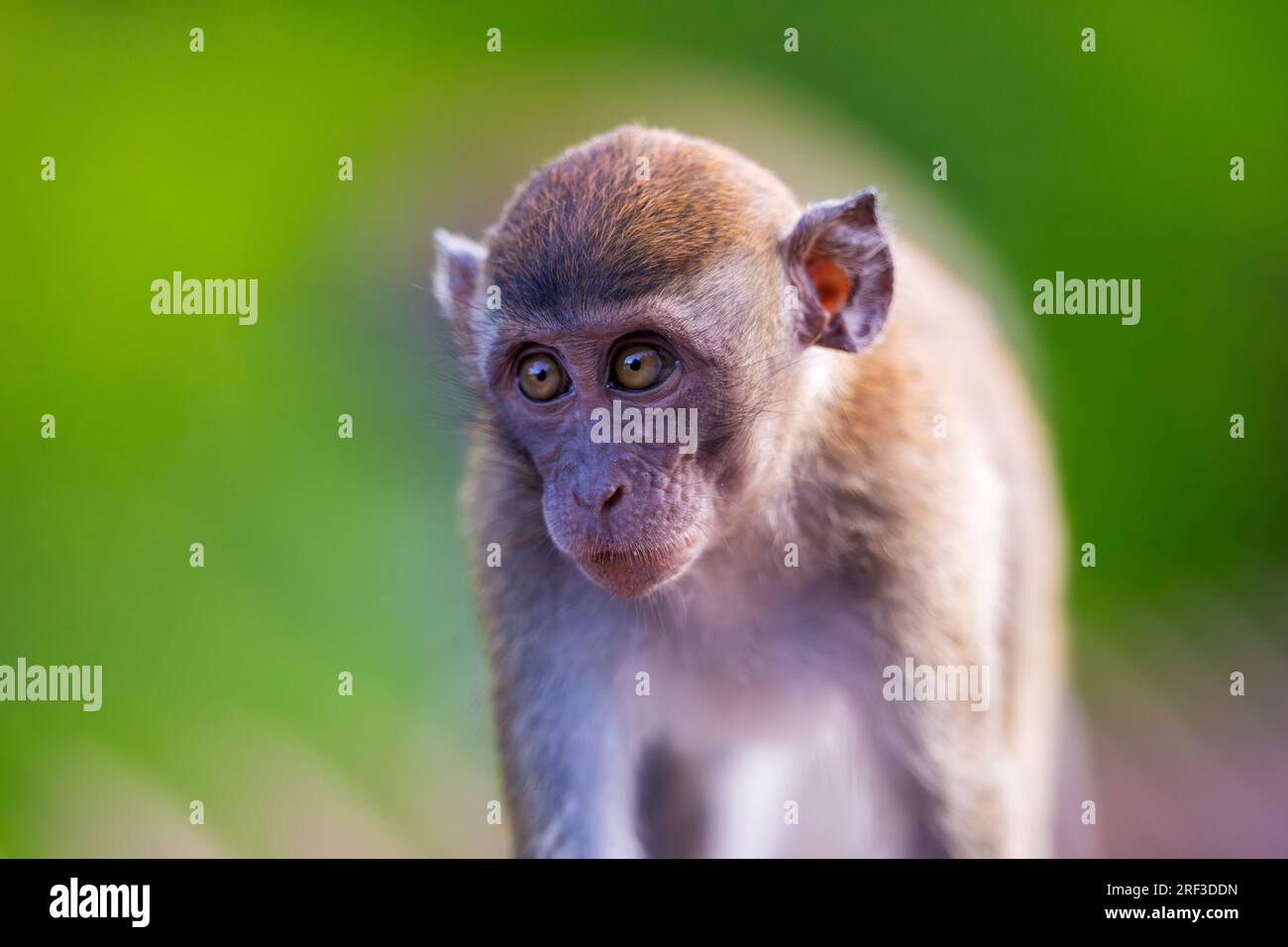 A young long-tailed macaque close-up on a bridge along Punggol Promenade Nature Walk, Singapore Stock Photo
