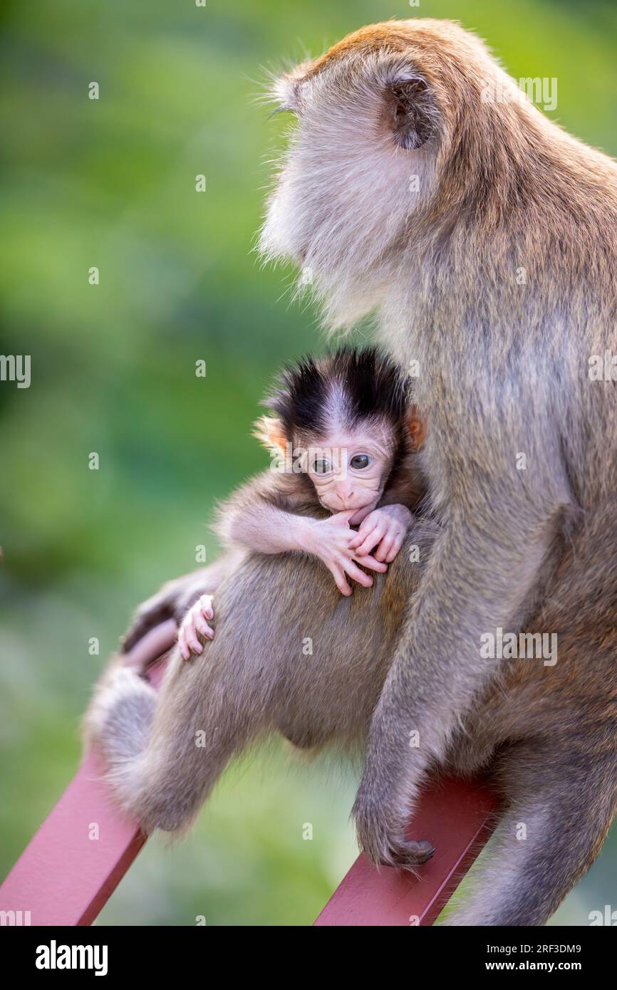 A female long-tailed macaque sits with her baby on her thigh, Punggol Promenade Nature Walk, Singapore Stock Photo