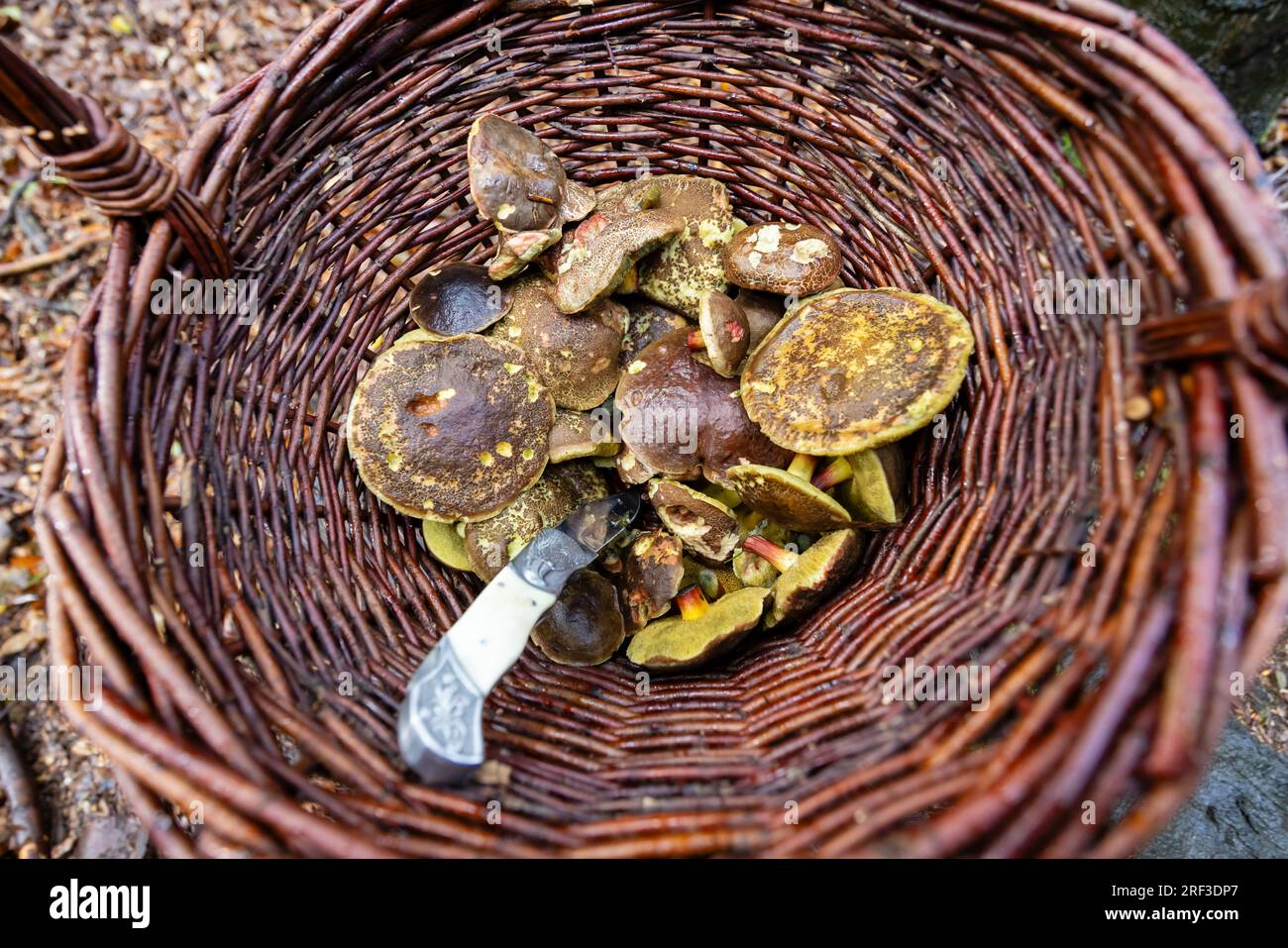Traditional mushroom picking in forests of Czech Republic Stock Photo