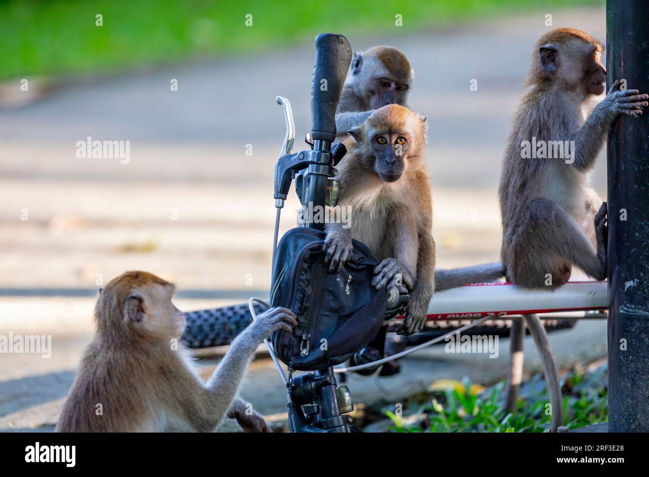 A group of four juvenile long-tailed macaques allogroom and explore the ...