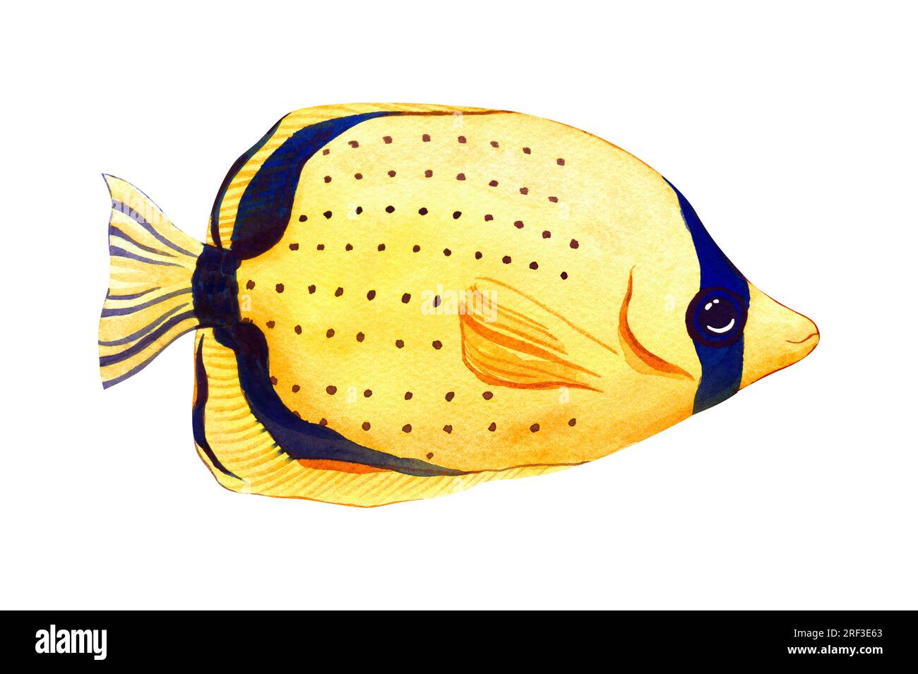 Watercolor tropical marine fish spot-tailed butterflyfish. Hand draw cartoon aquarium animals illustration isolated on white background. Concept for Stock Photo