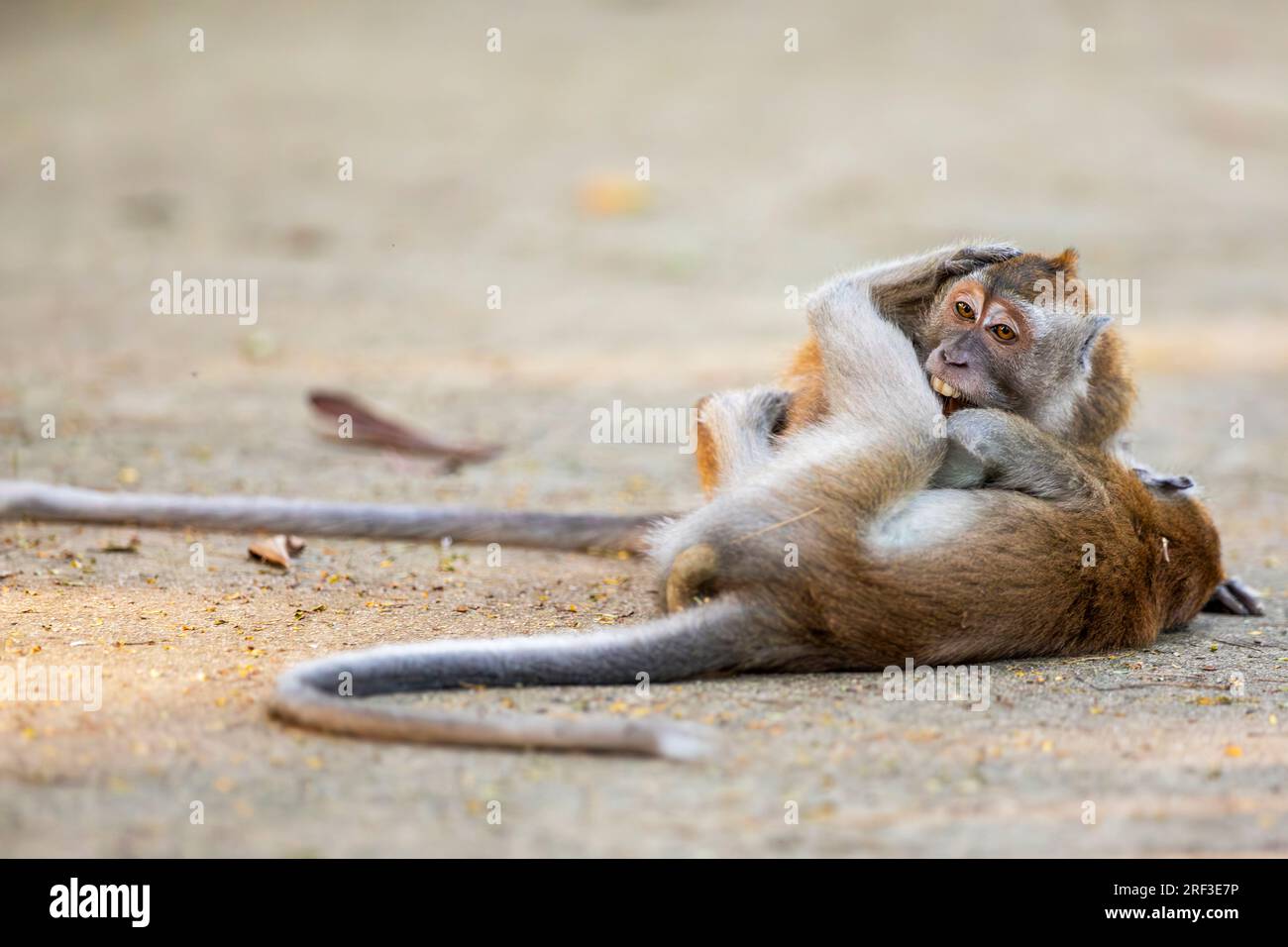 Two long-tailed macaques play fight and wrestle on the tarmac along Punggol Promenade Nature Walk, Singapore Stock Photo