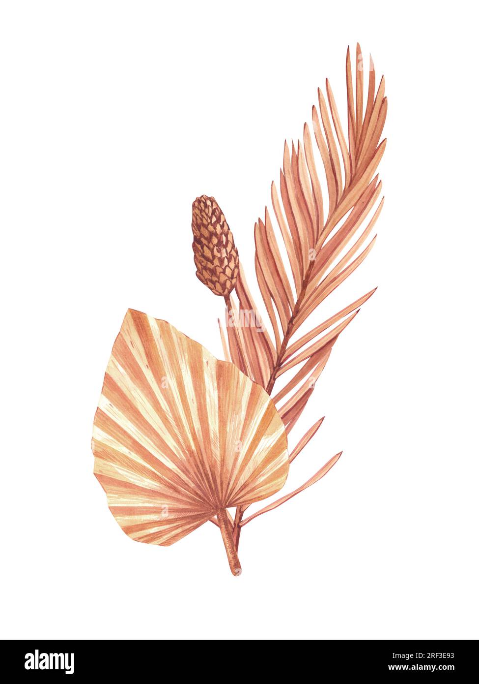 Watercolor Dried Plants Hand Drawn Illustration Of Dry Palm Leaves