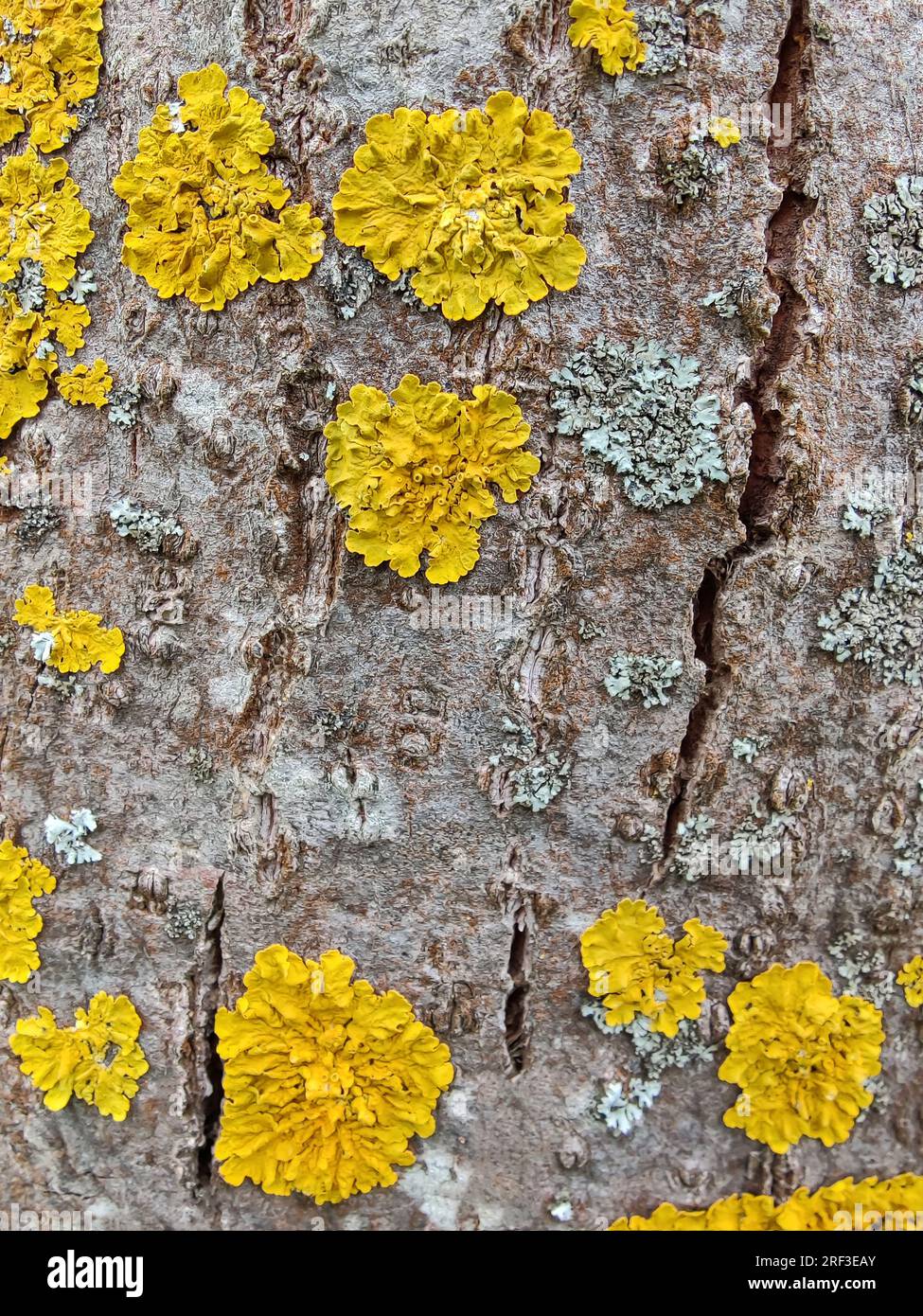Yellow lichen on tree trunk bark background. Close-up moss texture on tree surface. Selective focus. Stock Photo
