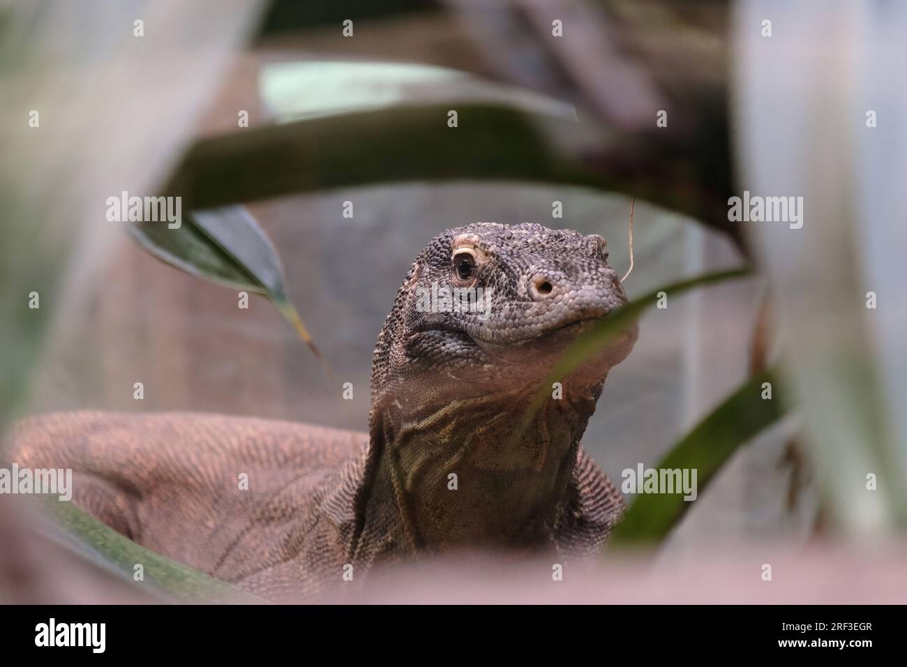 Komodo dragon at Chester Zoo, Chester UK Stock Photo