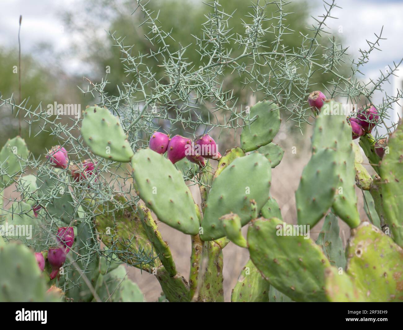 Red edible fruit on prickly pear cactus growing outdoors in Ayia Napa