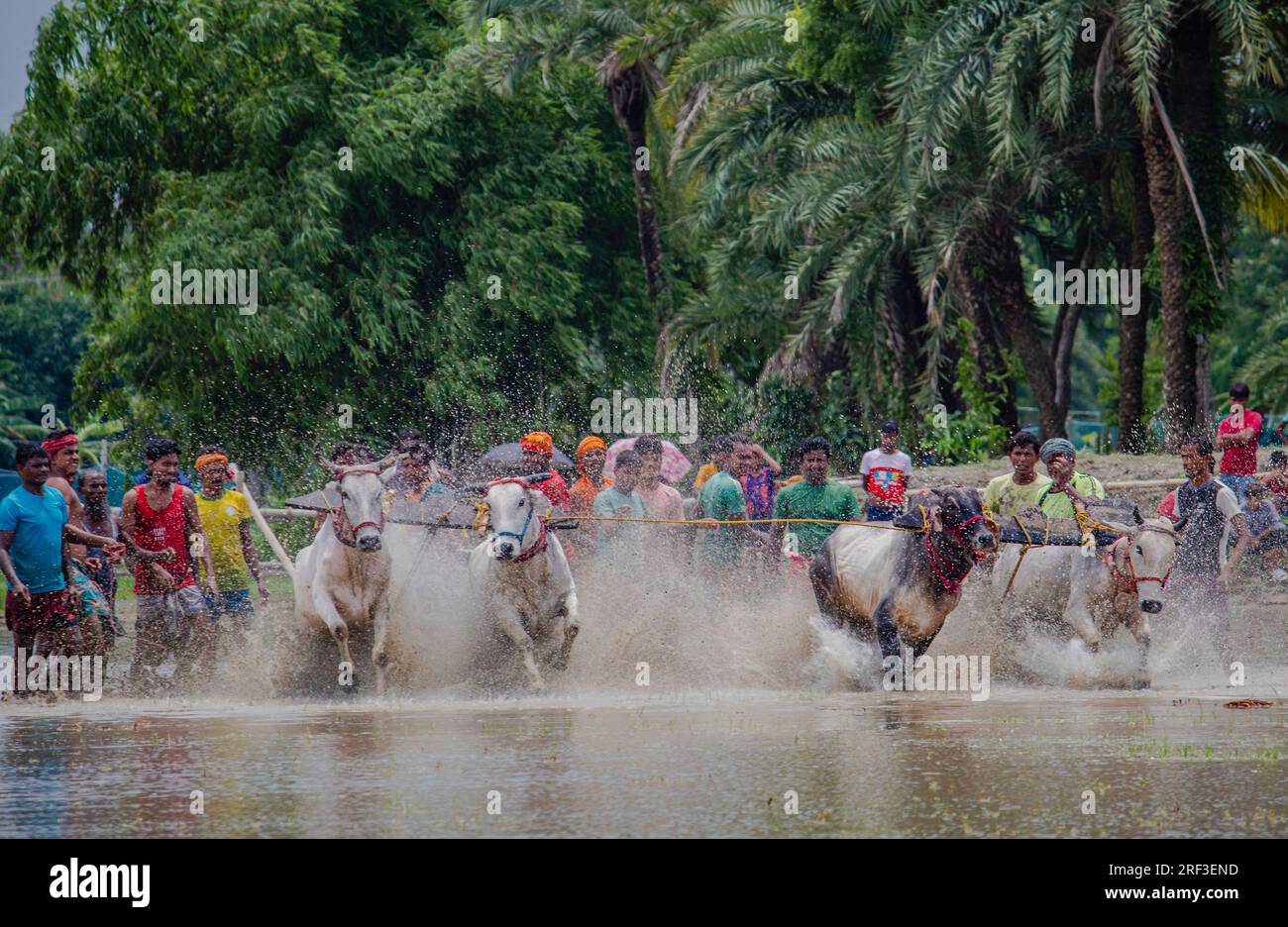 Moi Chara (Bull Race) - This bull race is a rural festival of West Bengal,  where a pair of bulls race each others. This race performed by local farmer  Stock Photo - Alamy