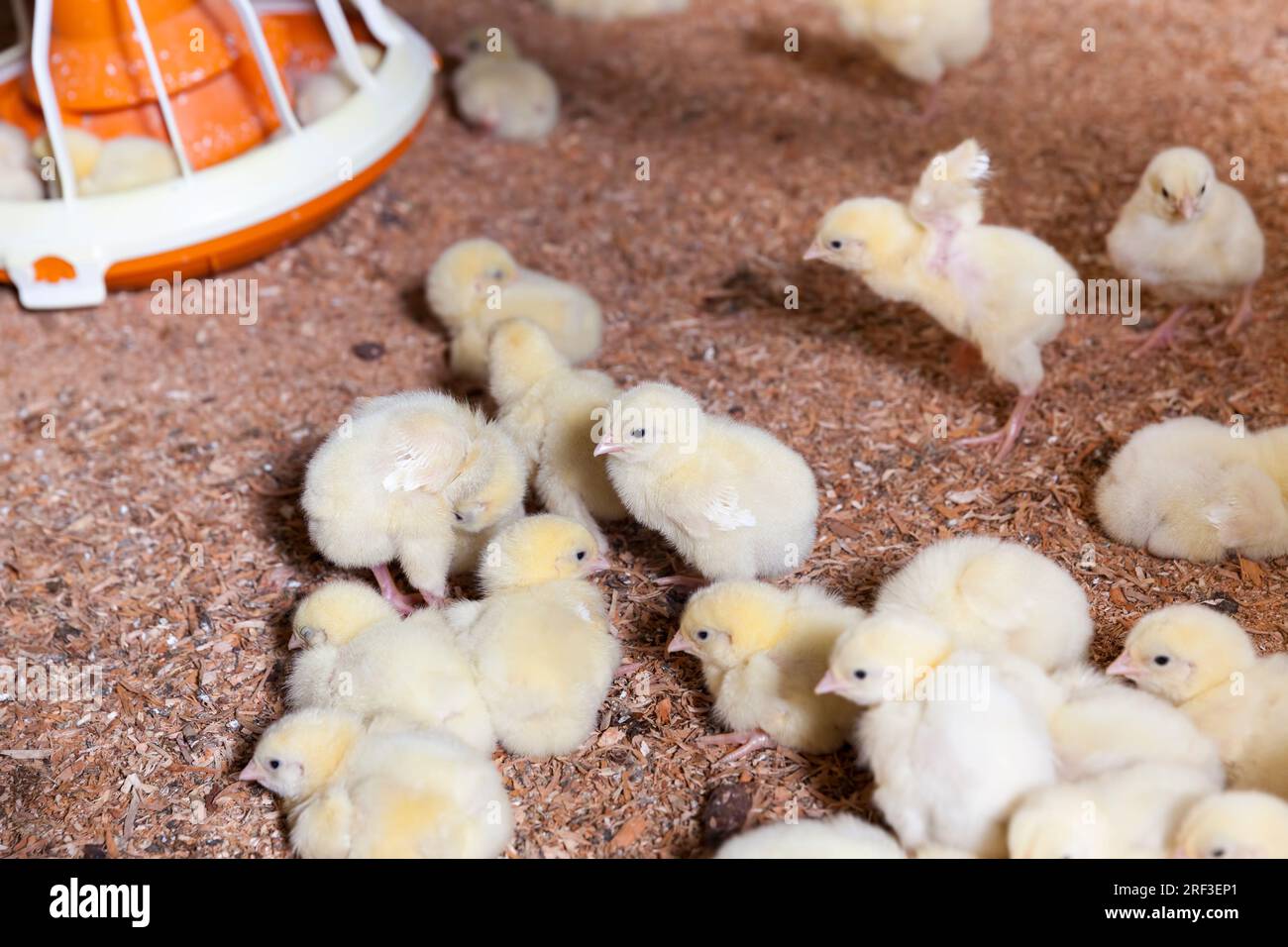 chicken chicks at a poultry farm where broiler chicken is raised for