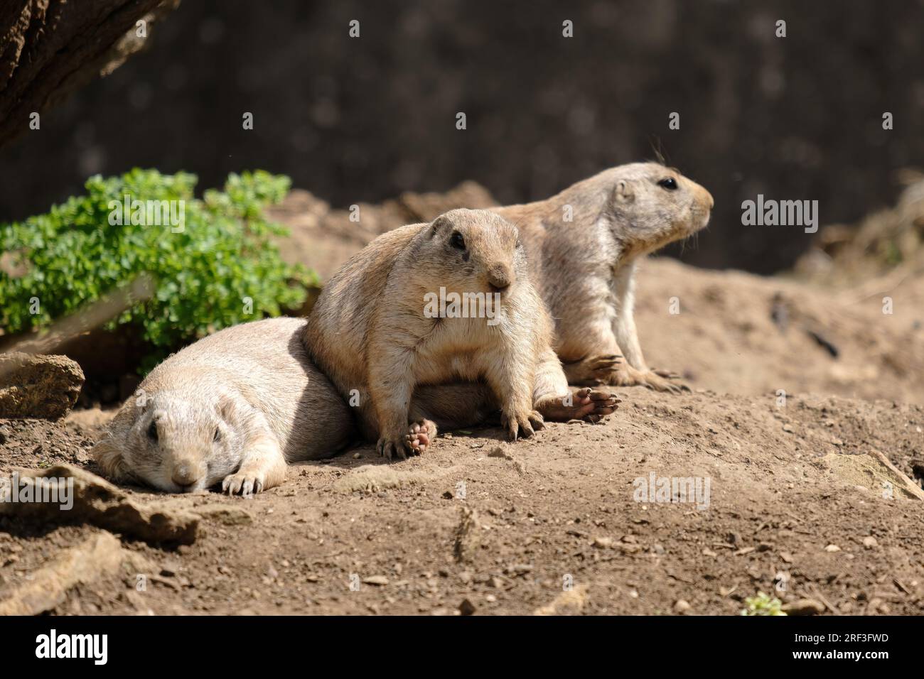 Blacktailed prairie dog at Cotswold Wildlife Park and Gardens Stock
