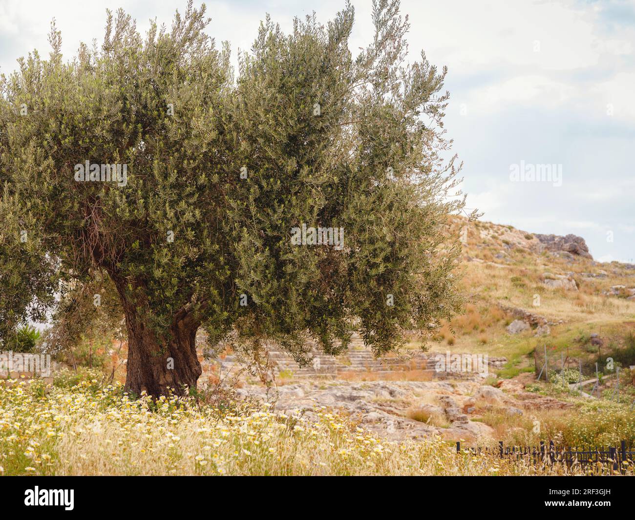 travel to city of Lindos on island of Rhodes, Greece. old olive tree near the ancient Greek amphitheater Stock Photo