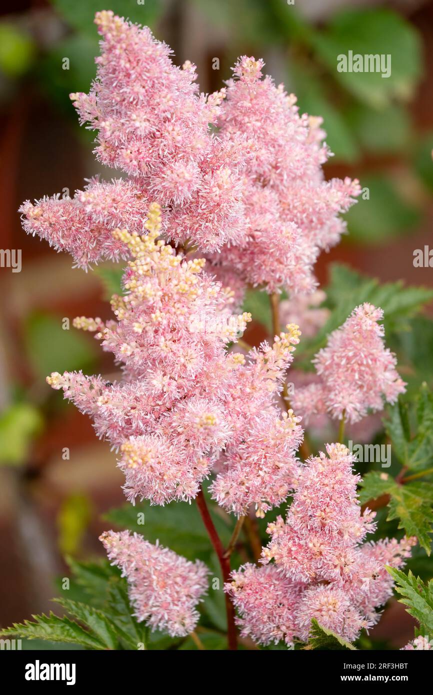 close-up of beautiful blooming salmon pink Sister Theresa Astilbe flower; Astilbe x arendsii 'Sister Theresa' Stock Photo