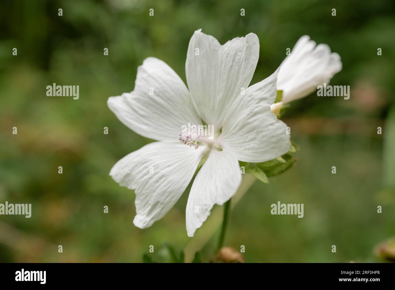 White musk mallow flower hi-res stock photography and images - Alamy