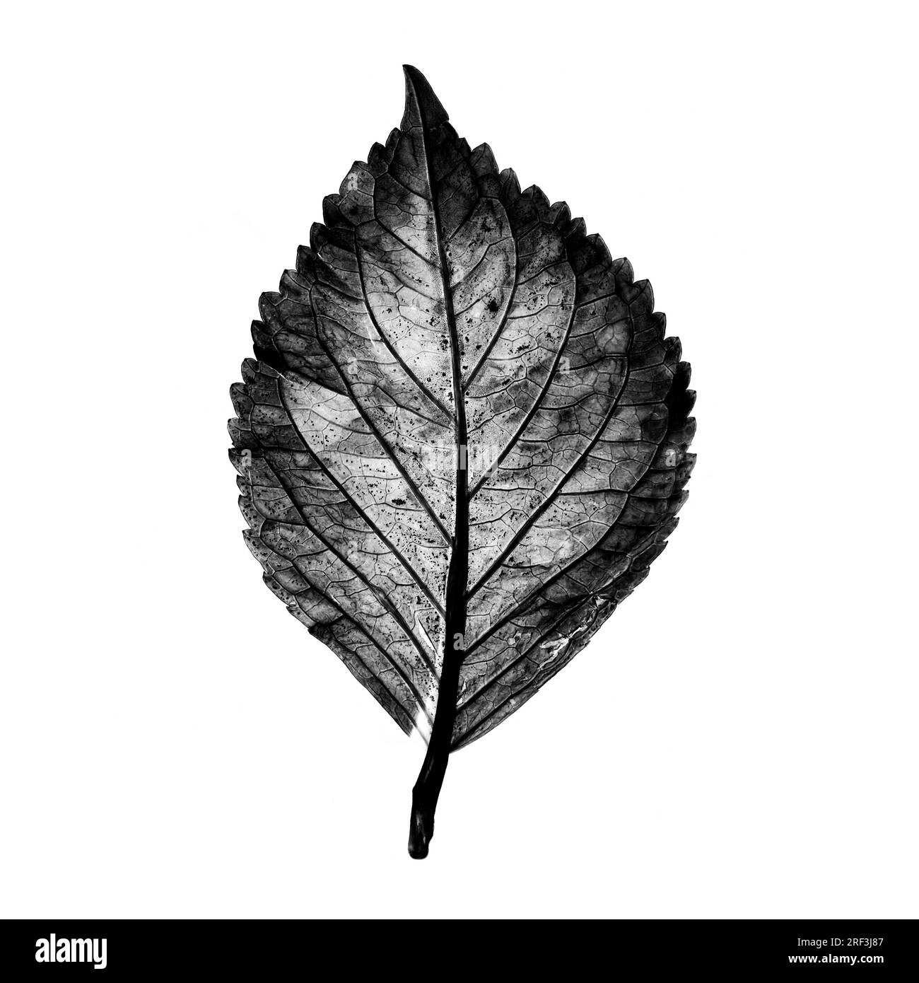 Leaf details Black and White Stock Photos & Images - Alamy