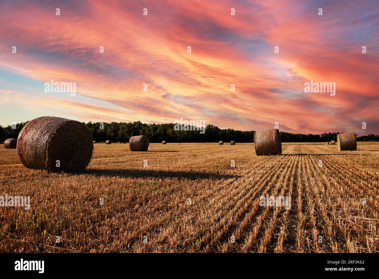 Agriculture, sunset over wheat field with straw bales Stock Photo - Alamy