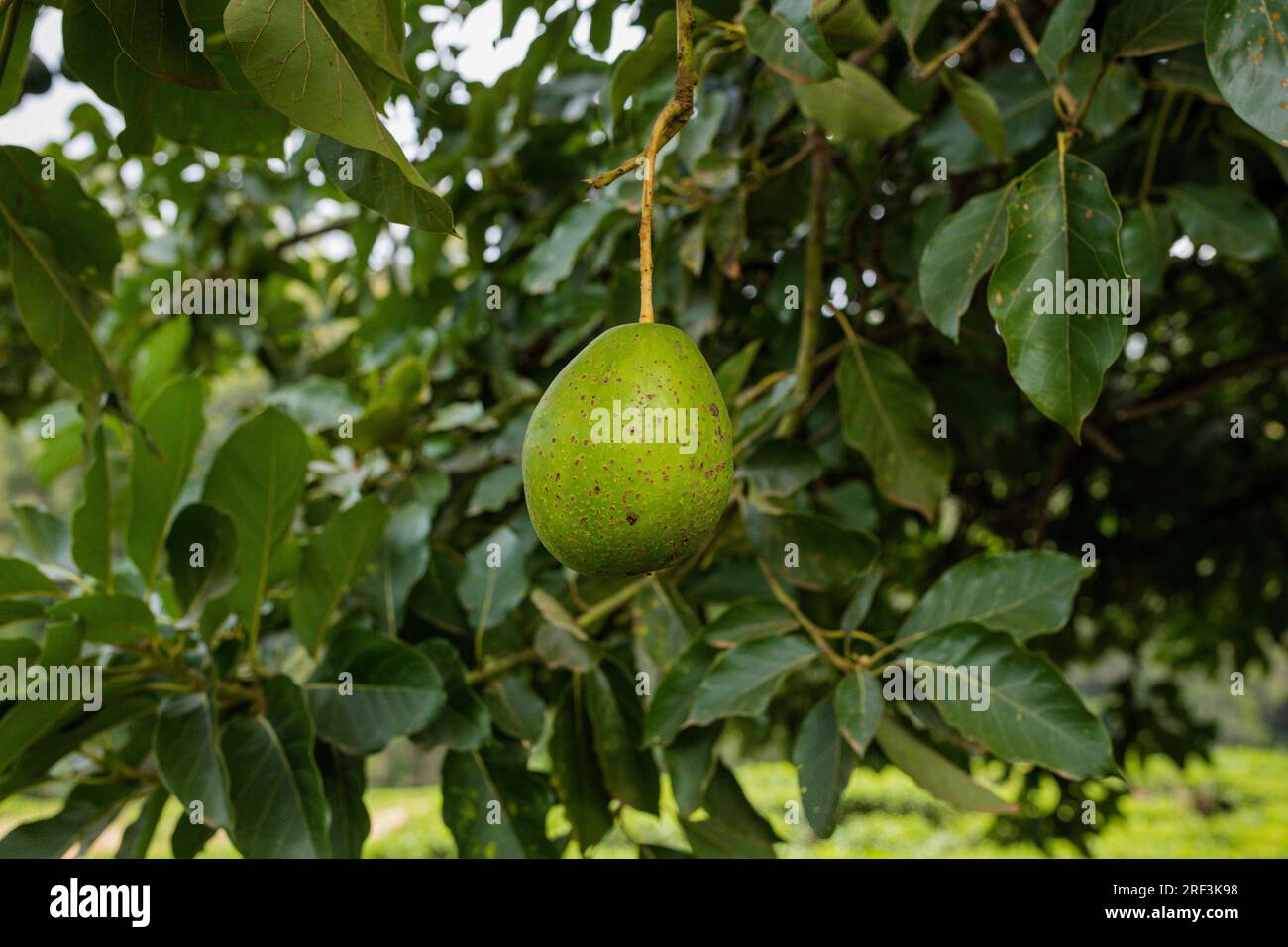 Kin Yan Avocado Kenyan Avocado farming plants trees on the farm. Hass avocado is a ...