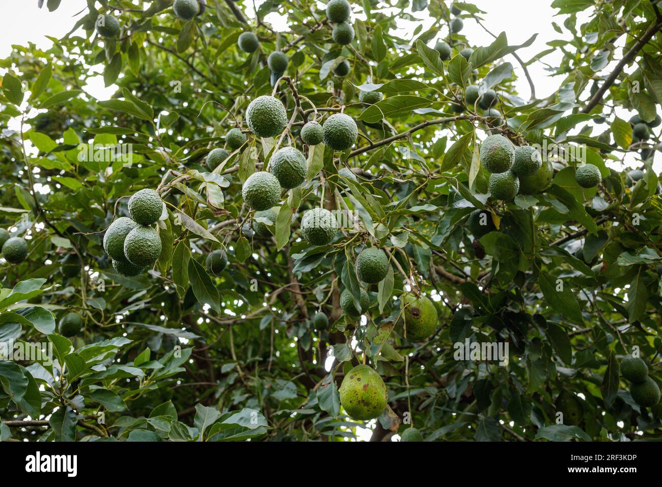 Kenyan Avocado farming plants trees on the farm. Hass avocado is a variety of avocados with green, bumpy skin. It was first grown and sold by a Southe Stock Photo