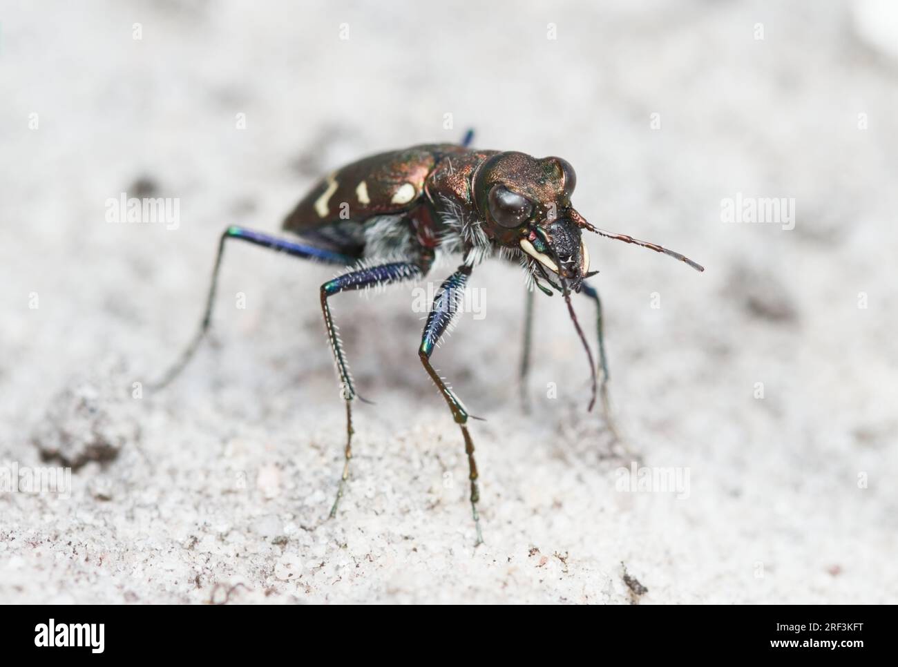 View From Above Of A Wood Or Heath Tiger Beetle, Cicindela sylvatica, Standing Upright On Sandy Heathland, New Forest UK Stock Photo