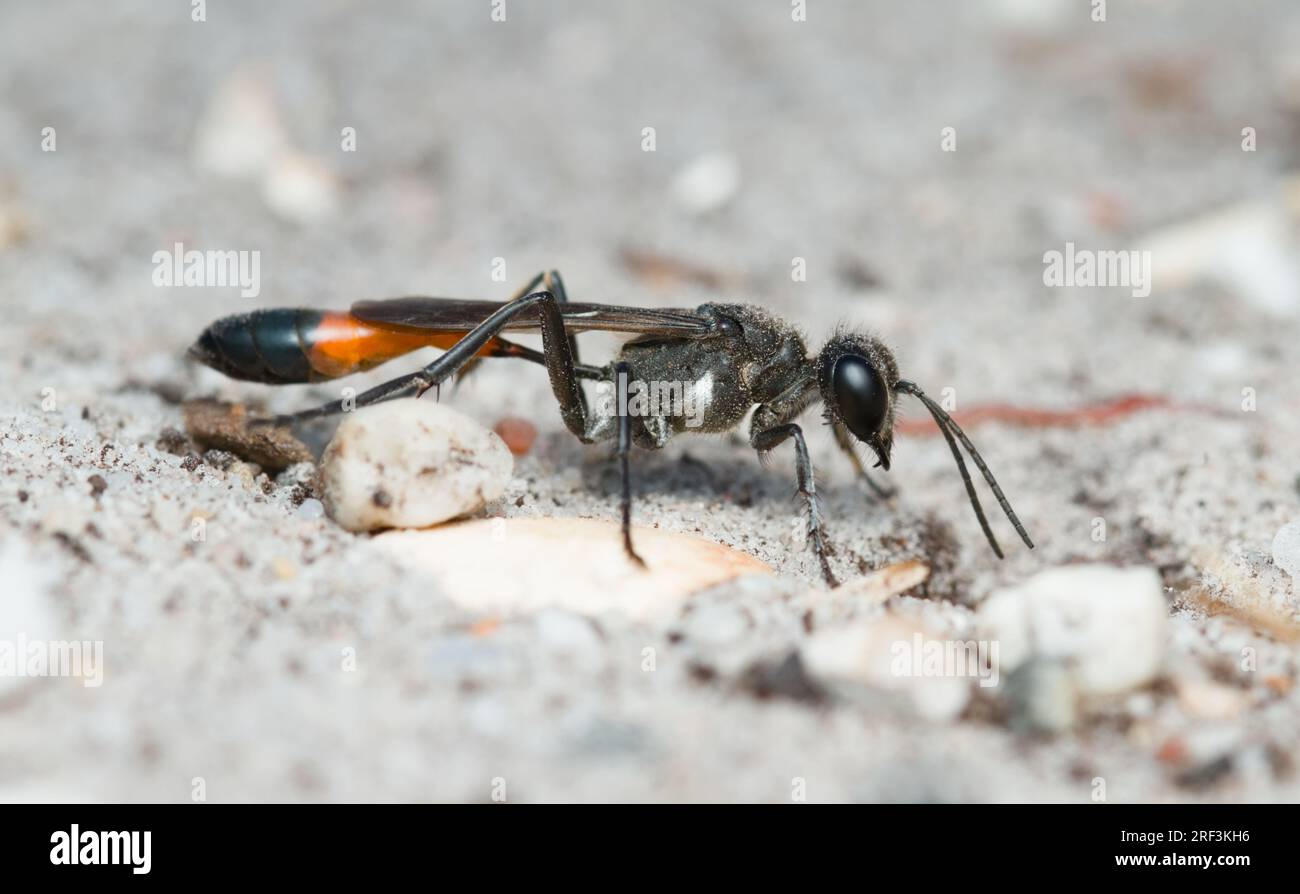 Side View Of A Red Banded Sand Wasp, Ammophilinae sub family, poss. Ammophila sabulosa Resting On Sandy Ground, New Forest UK Stock Photo