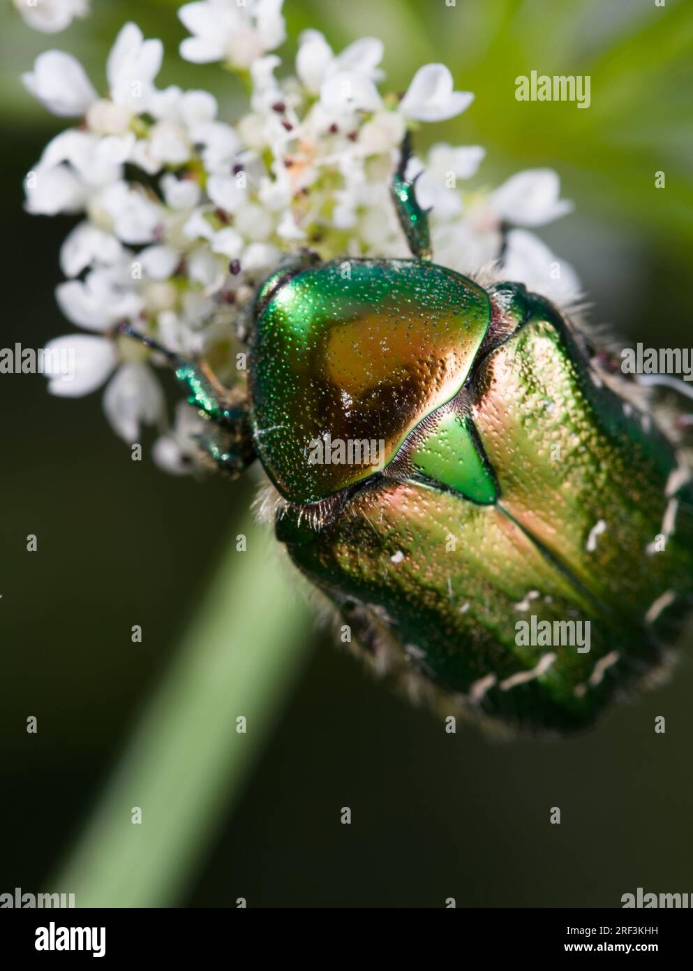 European Rose Chafer Beetle, Cetonia aurata, Feeding On The Pollen, Nectar Of The Water Dropwort Plant, Oenanthe, New Forest UK Stock Photo