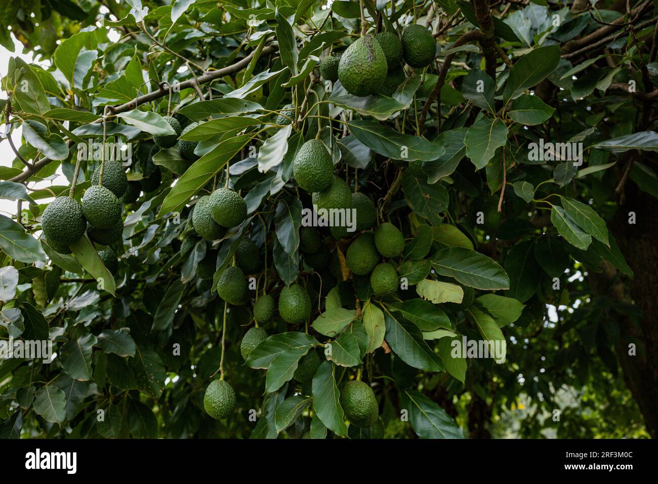 Kin Yan Avocado Kenyan Avocado farming plants trees on the farm. Hass avocado is a ...