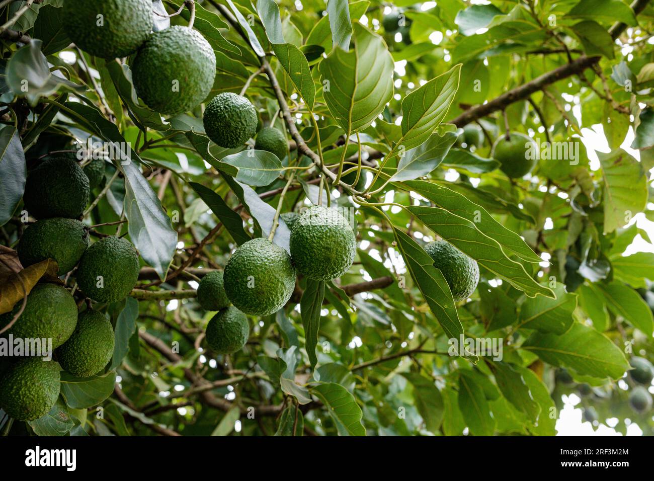 Kin Yan Avocado Kenyan Avocado farming plants trees on the farm. Hass avocado is a ...