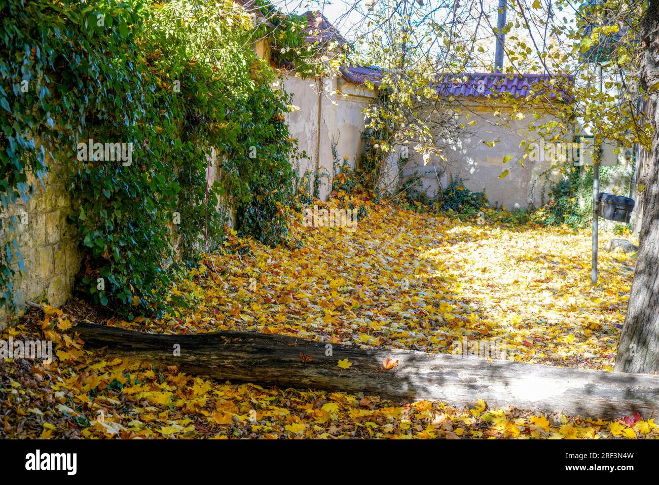 Autumn leaves on a tree against a blue sky with white clouds Stock ...
