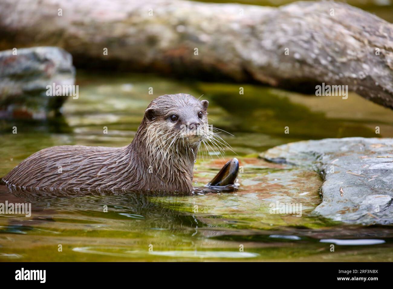 Asian small-clawed otter Stock Photo