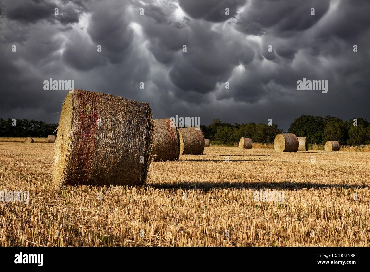 Agriculture, stormy sky over wheat field with straw bales Stock Photo ...