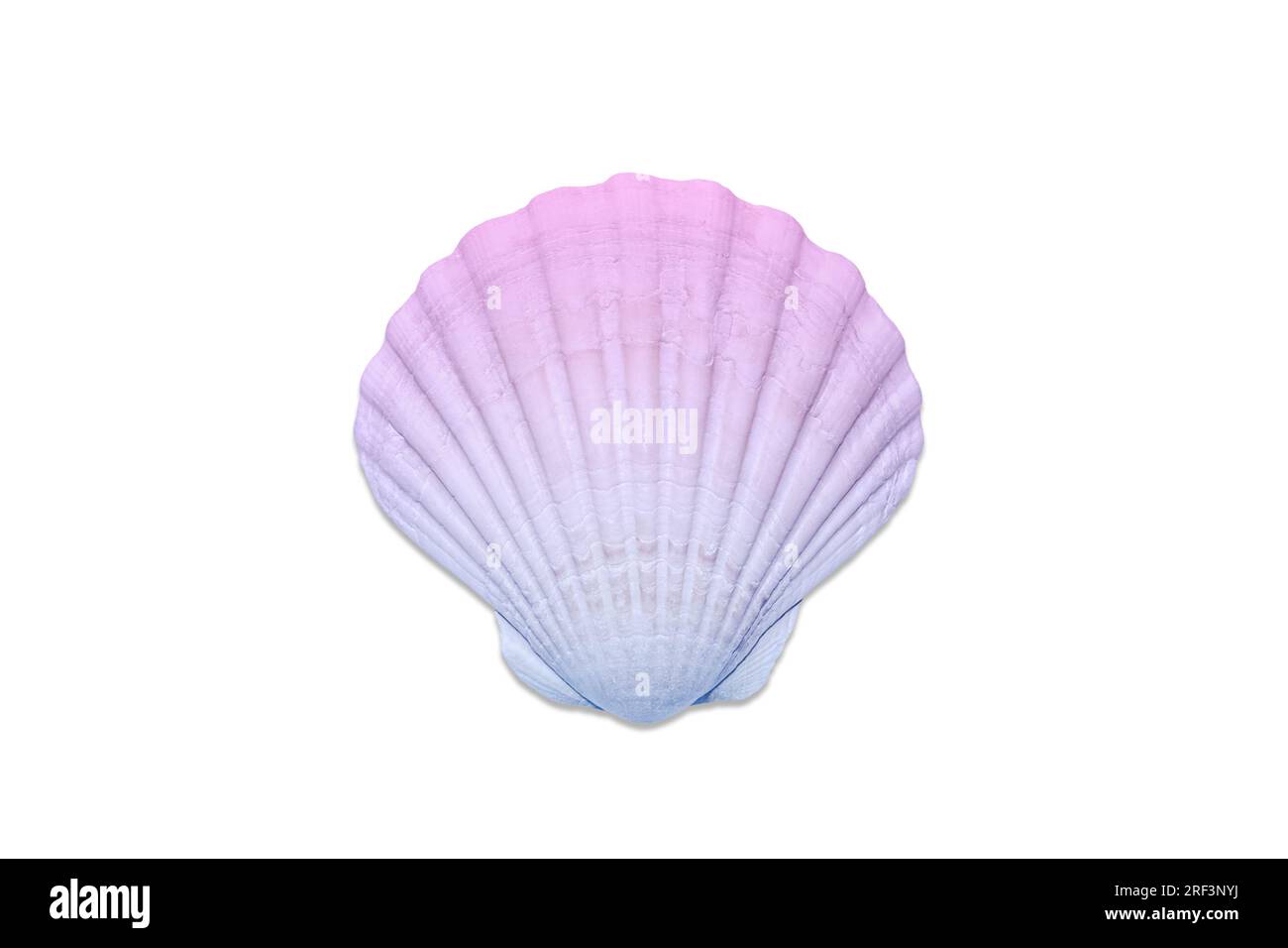 A beautiful seashell or scallop shell is toned in a blue-pink gradient. Sea  shell isolated on white background Stock Photo - Alamy