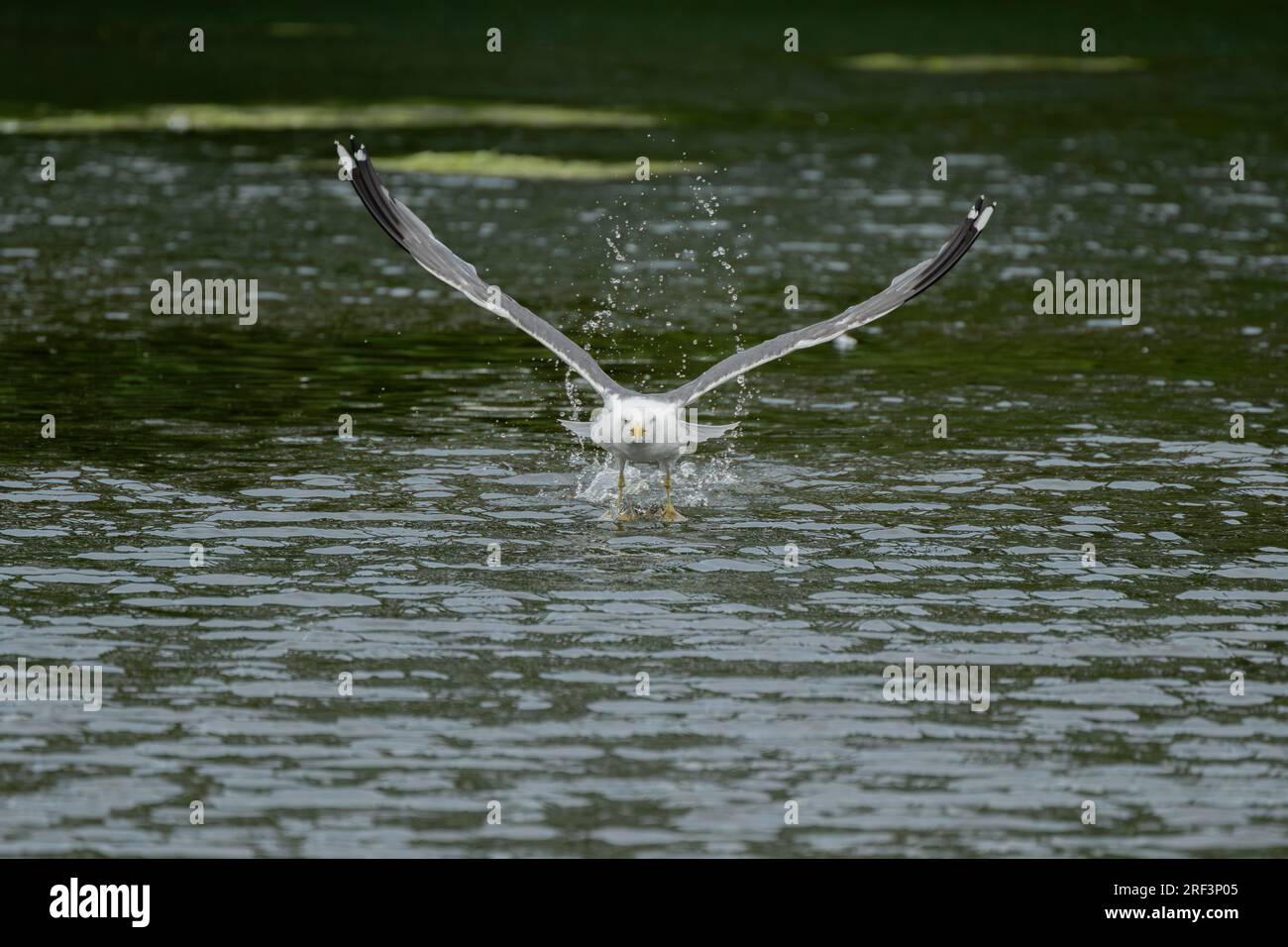 Adult Herring Gull in flight. Adult Herring Gull, Larus argentatus taking off from a lake. Stock Photo