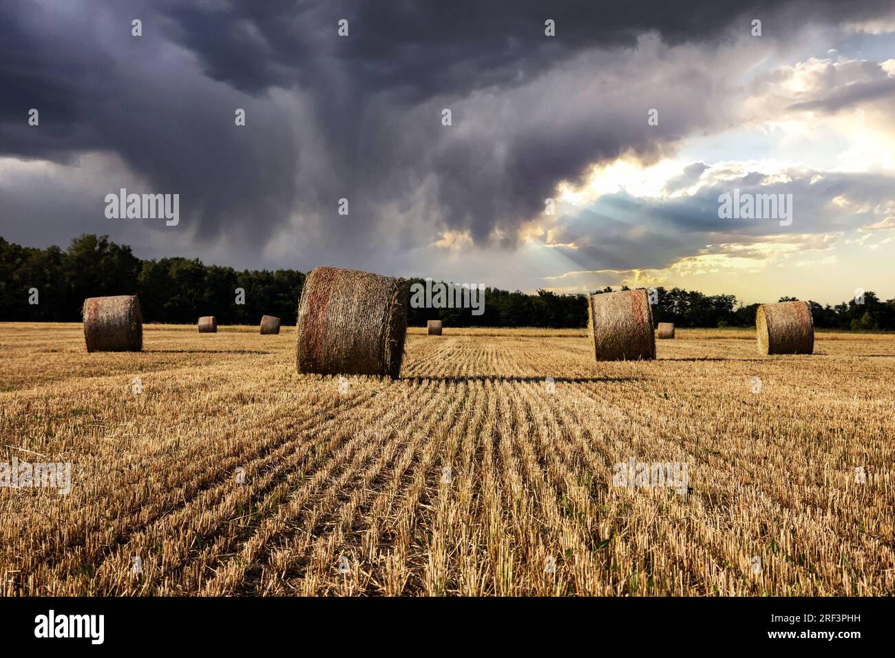 Agriculture, stormy sky over wheat field with straw bales Stock Photo ...