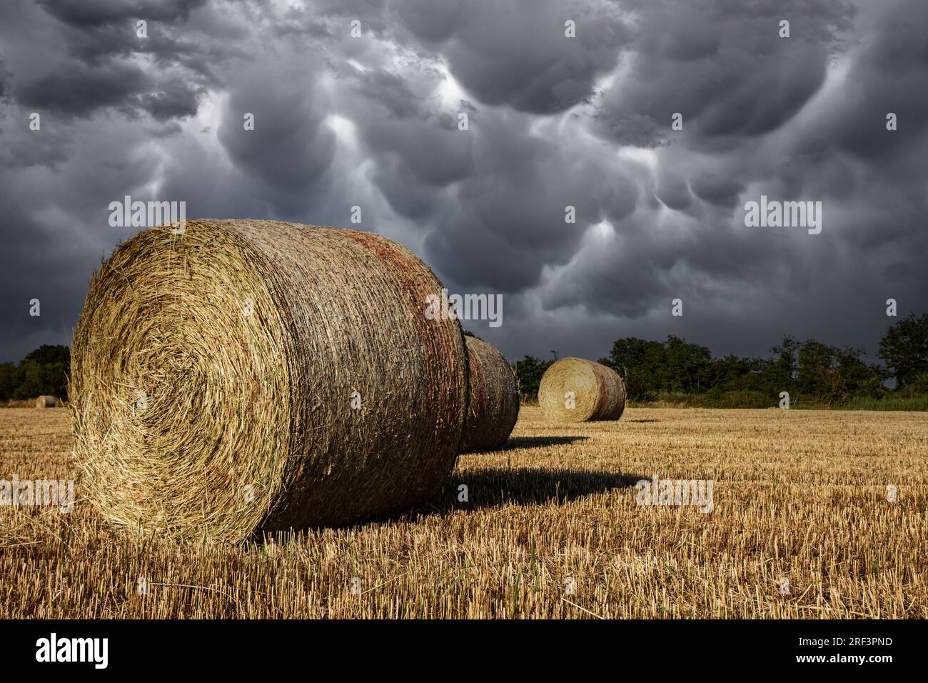 Agriculture, stormy sky over wheat field with straw bales Stock Photo ...
