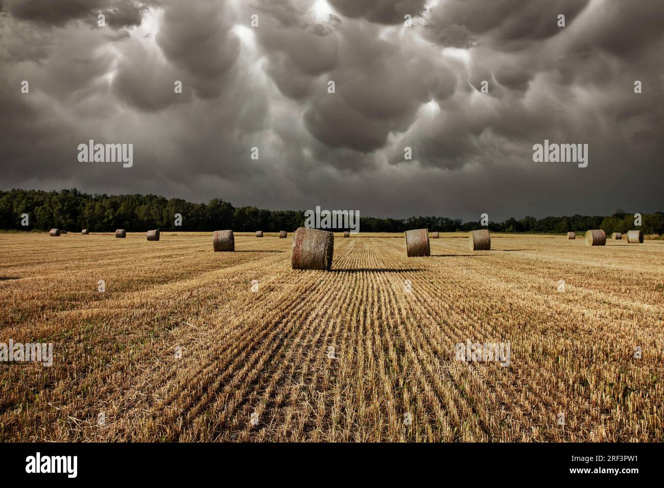 Agriculture, stormy sky over wheat field with straw bales Stock Photo ...