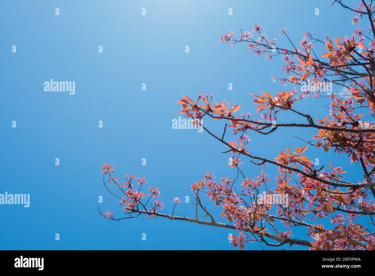 Beauty blooming blossom cherry pink sakura flower in the bright blue ...