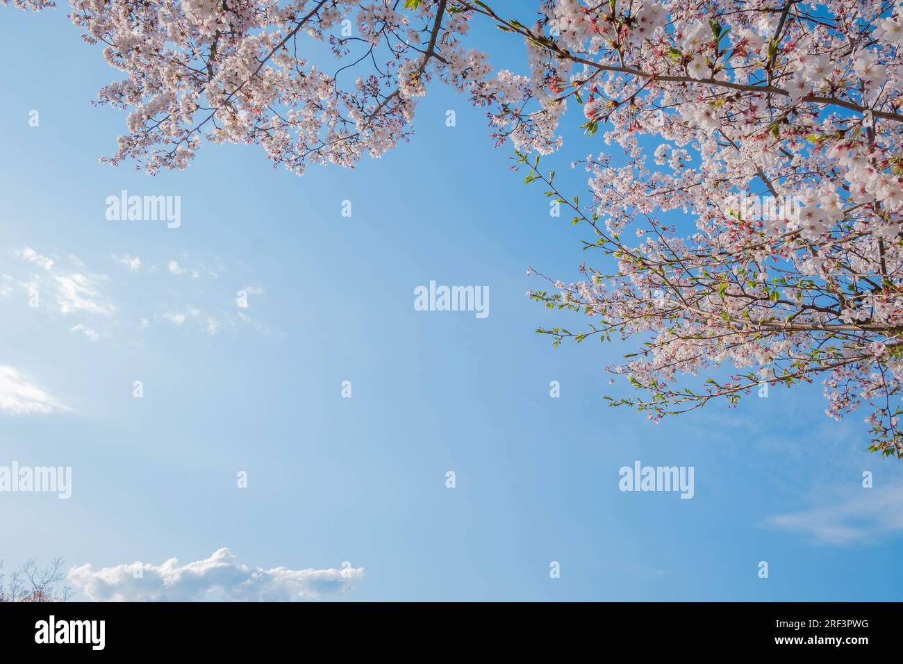 Beauty blooming blossom cherry pink sakura flower in the bright blue ...