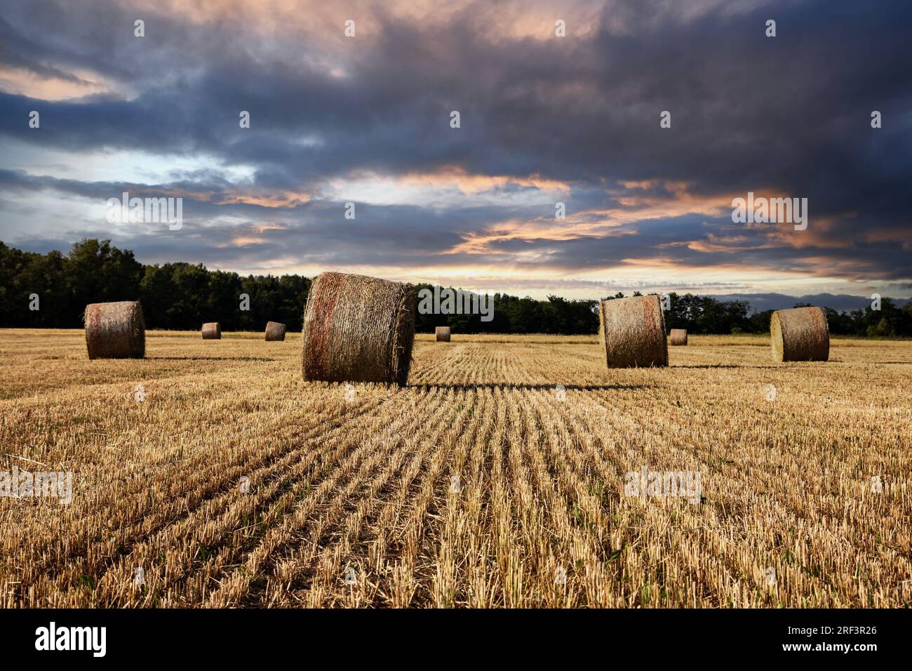Agriculture, sunset over wheat field with straw bales Stock Photo - Alamy