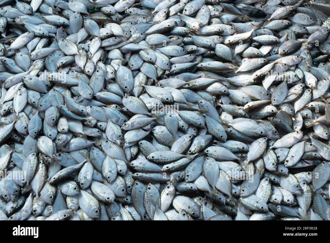 Close-up of a Pile of Freshly Caught Fish · Free Stock Photo