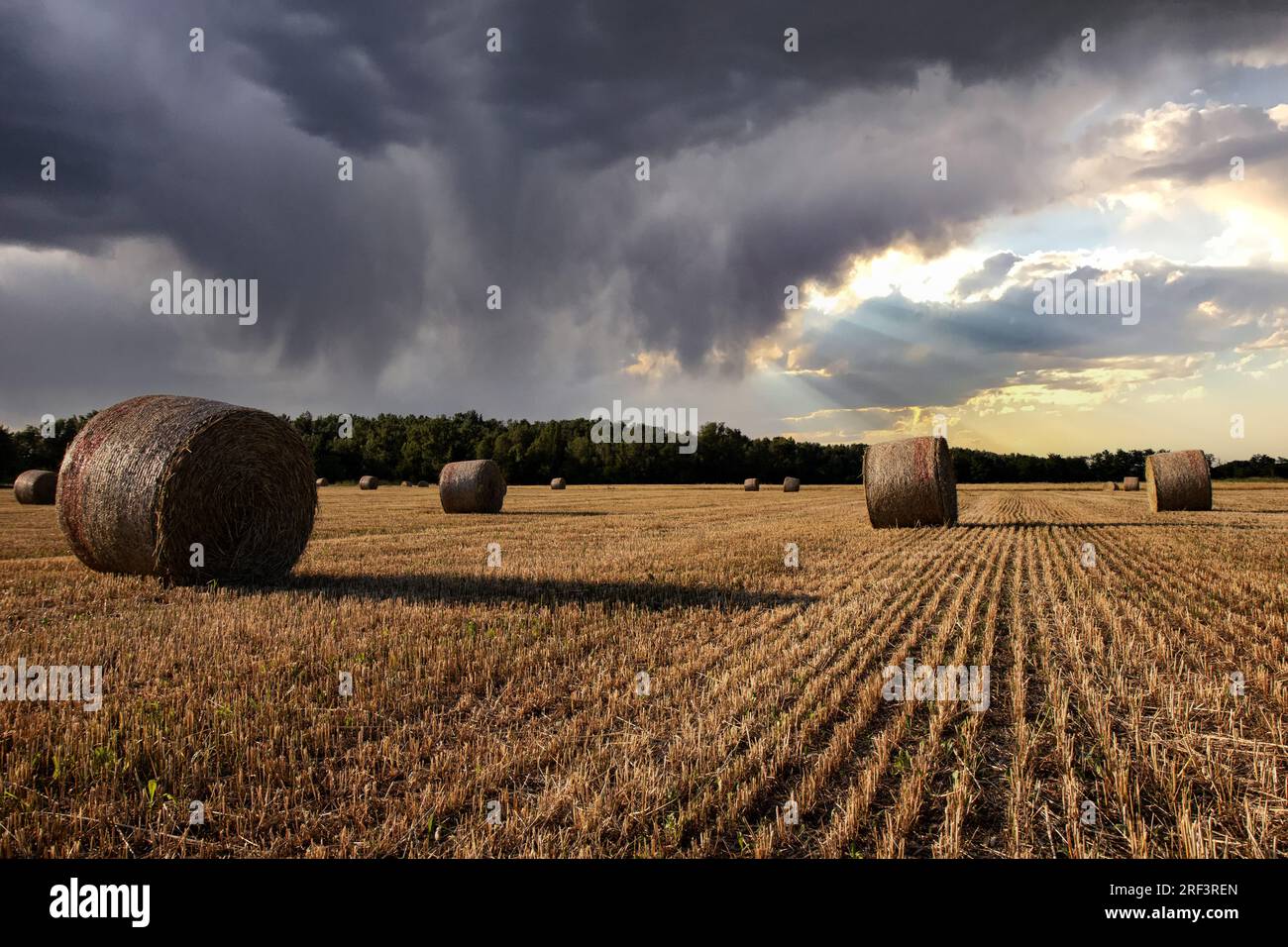 Agriculture, stormy sky over wheat field with straw bales Stock Photo ...