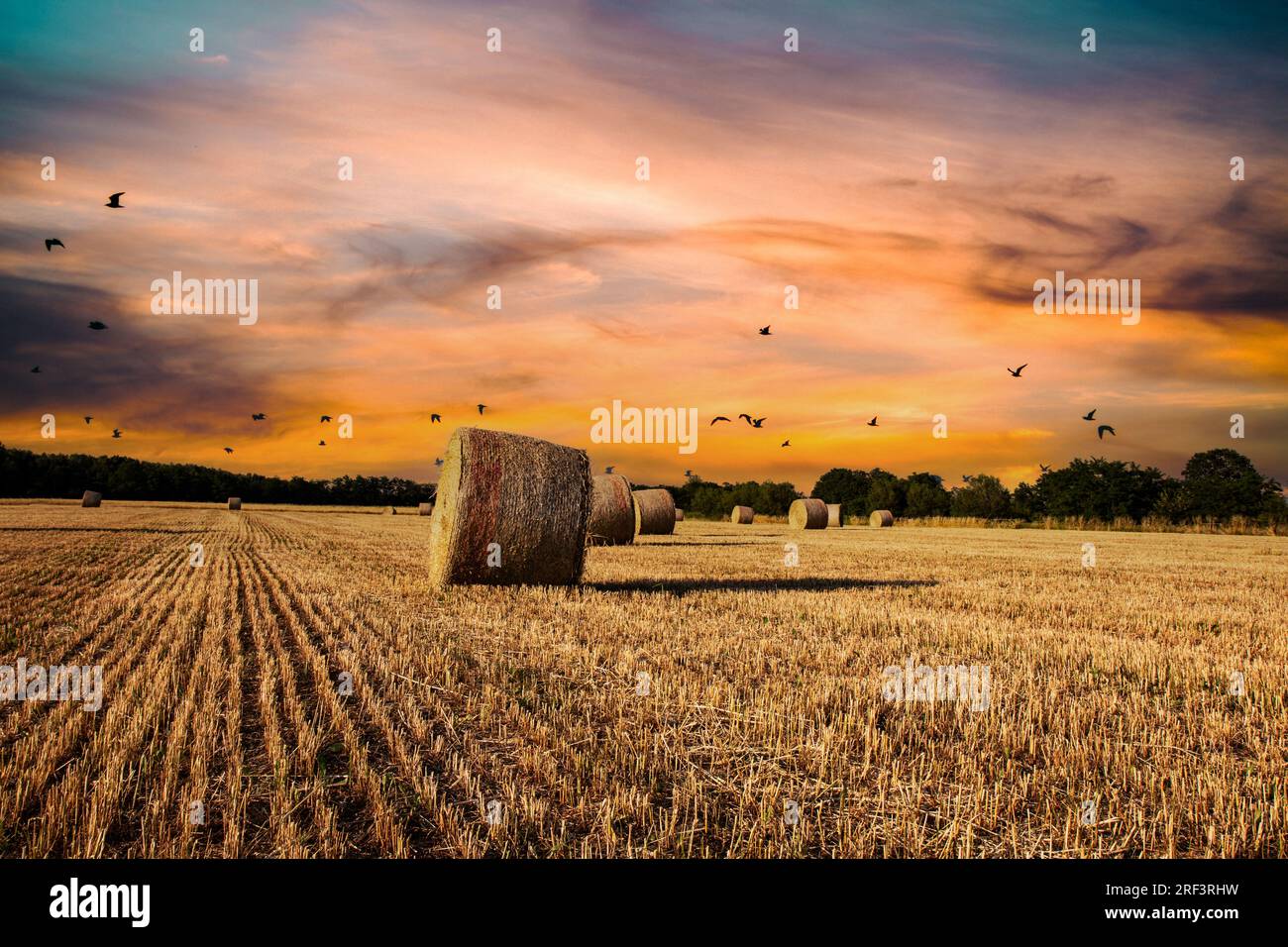 Agriculture, sunset over wheat field with straw bales Stock Photo - Alamy
